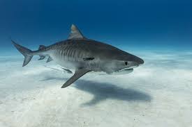 Tiger shark